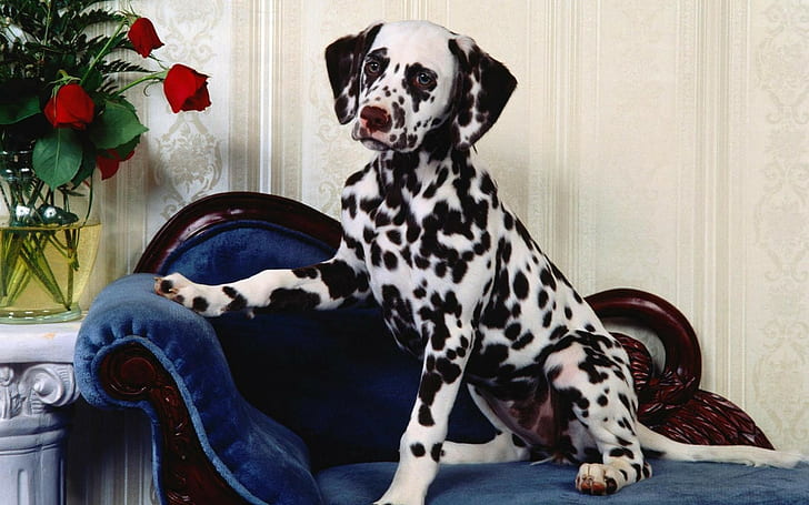 Dalmatians, Chair, Dog,  vase,  flowers, HD wallpaper